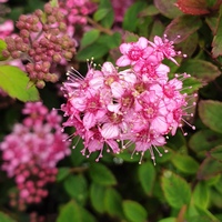 Spiraea japonica 'Odessa'